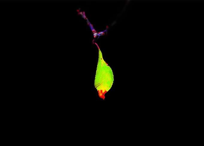Leaf