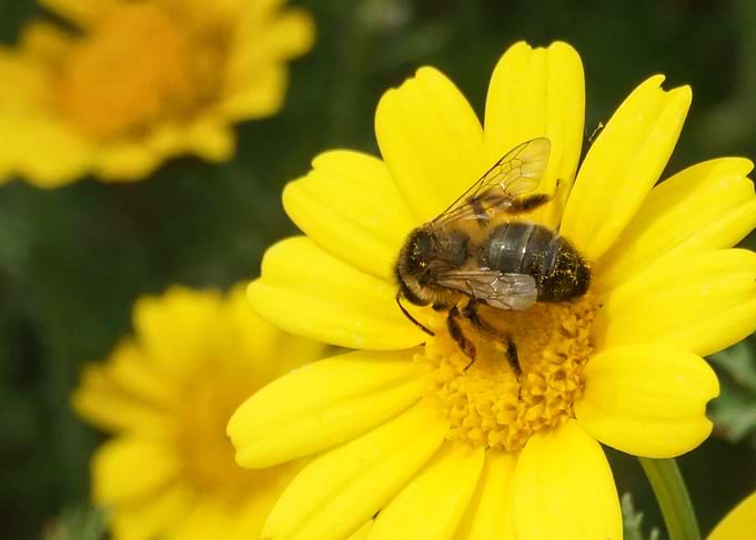 bee on a flower