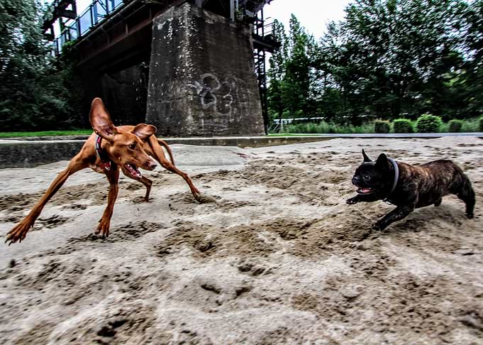 Playing dogs