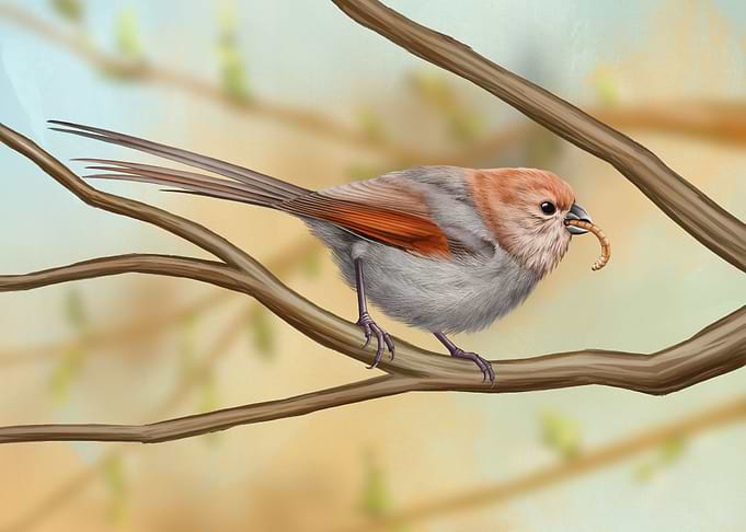 Paradoxornis webbianus