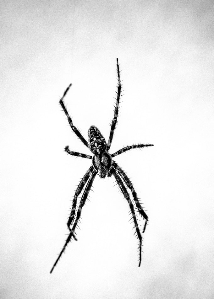 spider