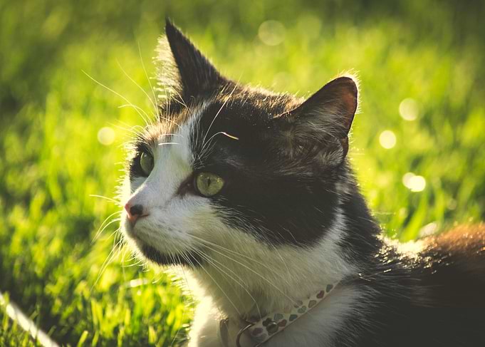 Cat with sun