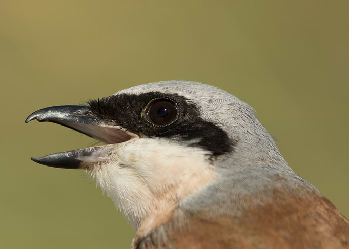 Red backed shrike