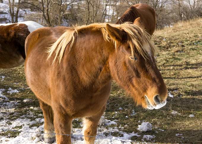 Quiet horse