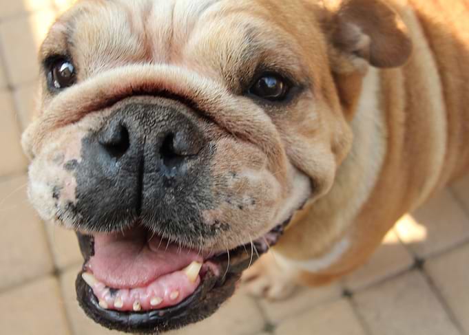 English Bulldog smiling