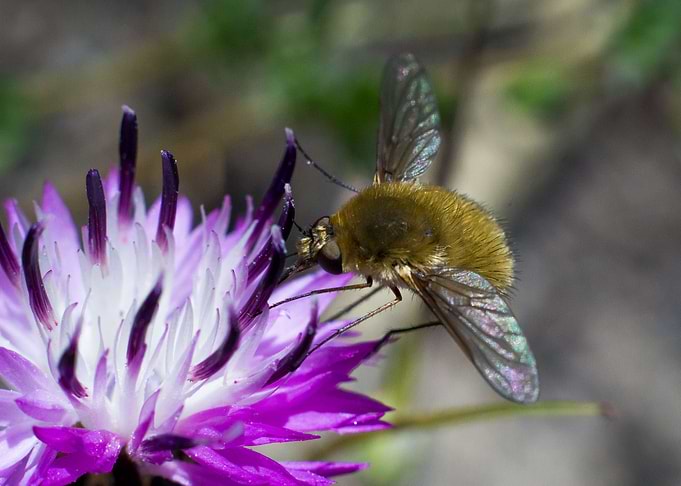 Insect on a flower