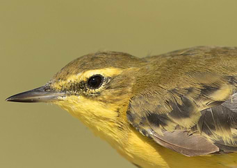 Western yellow wagtail