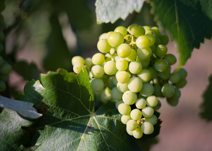 Green grapes