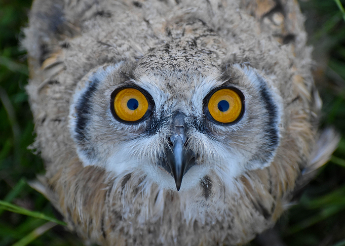 Owl