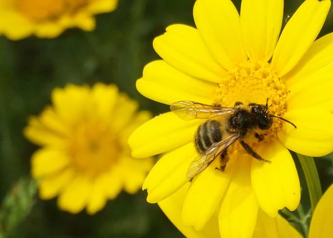 bee on a flower