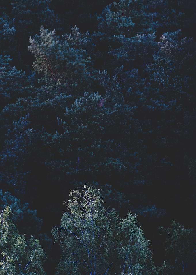 Another Forest