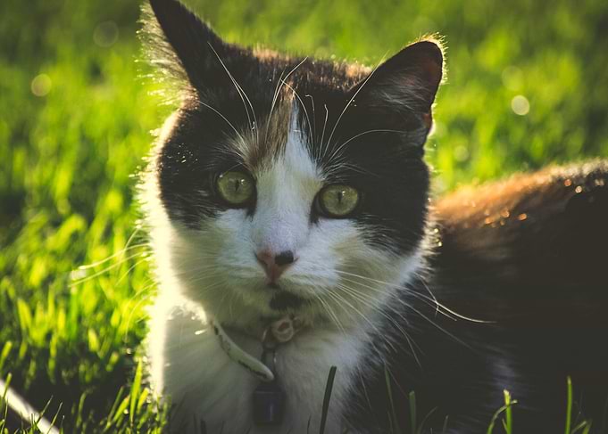 Cat with sun