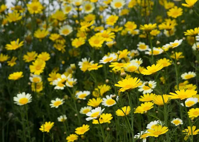 Yellow flowers