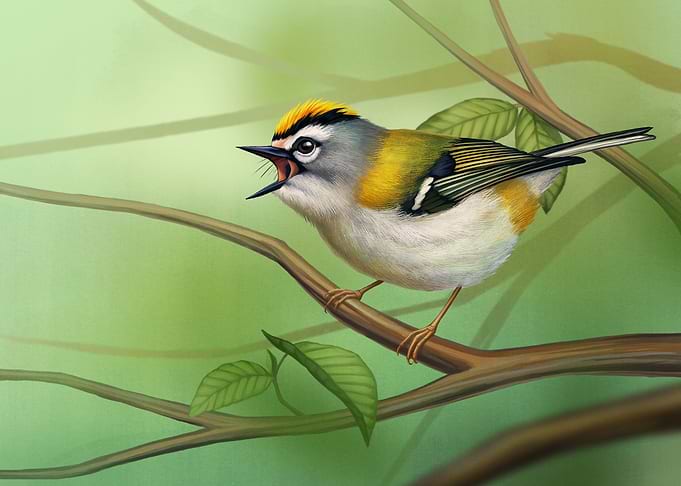Regulus madeirensis