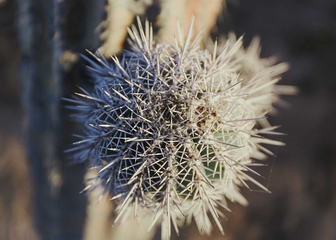 Cacti view
