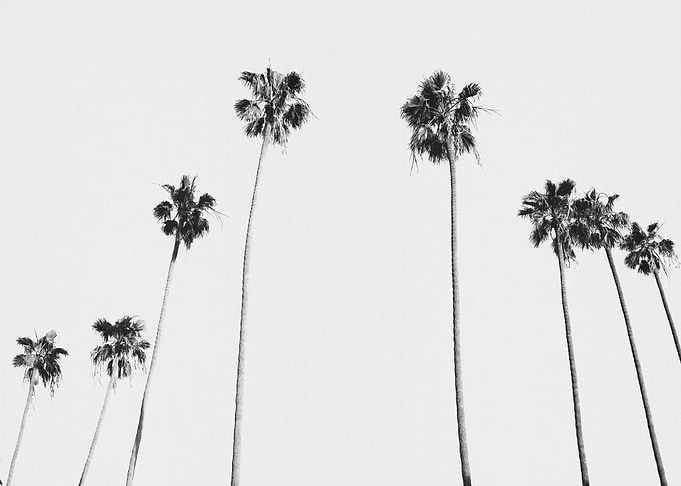 Black And White Palms