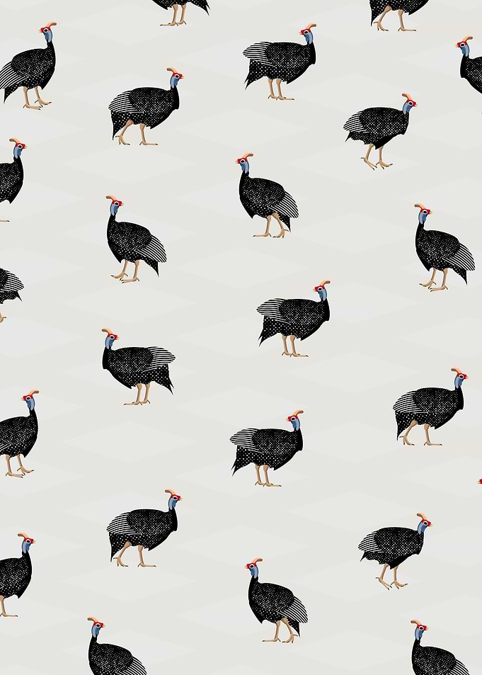 Guinea fowl Birds