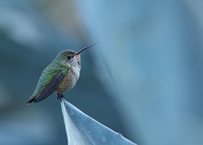 Annas hummingbird