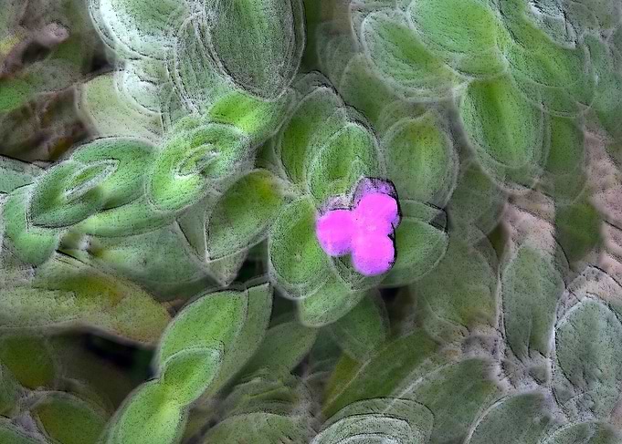 Fiore rosa