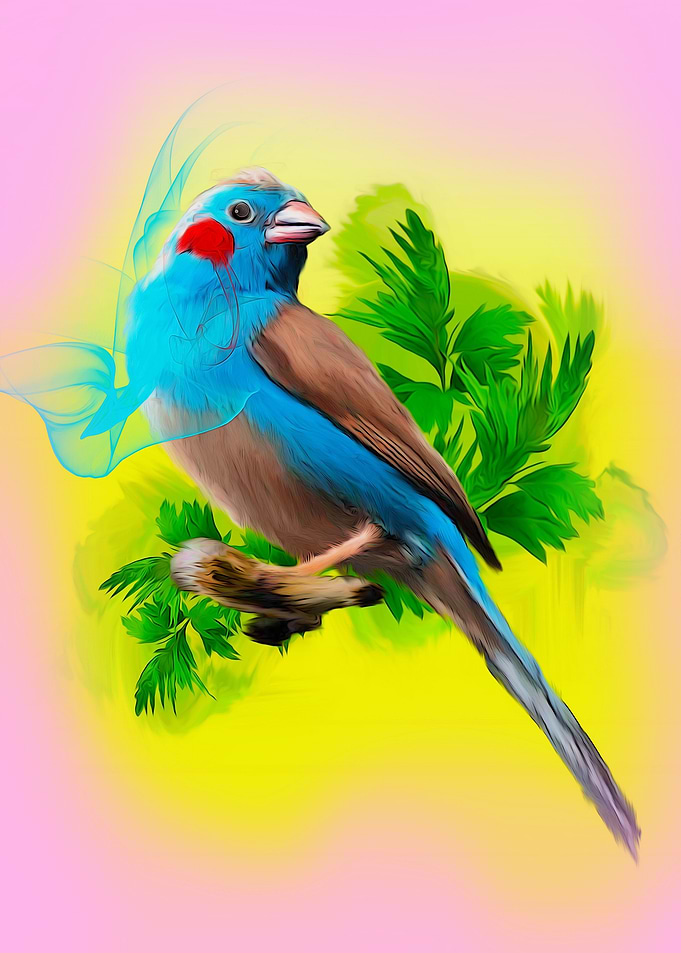 Red Cheeked Cordon Bleu