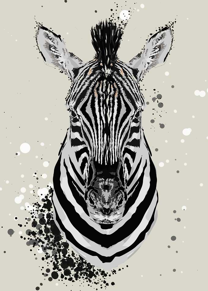 zebra