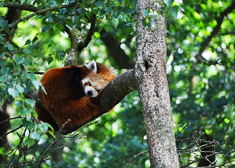 Red panda