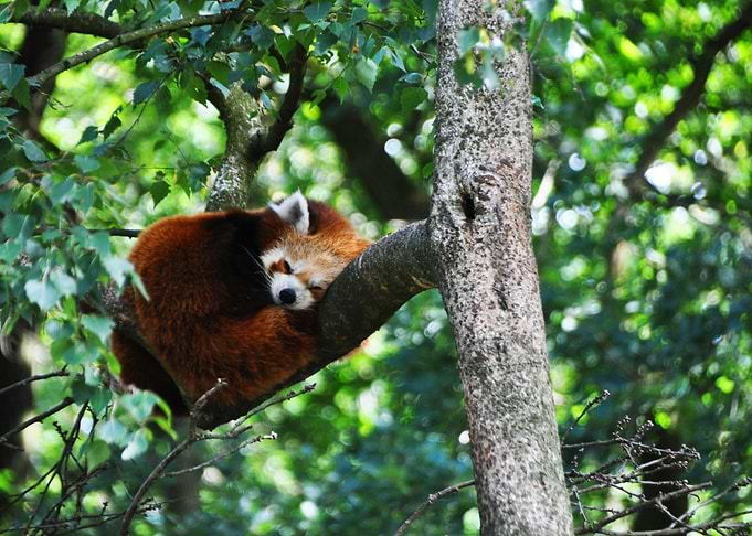 Red panda