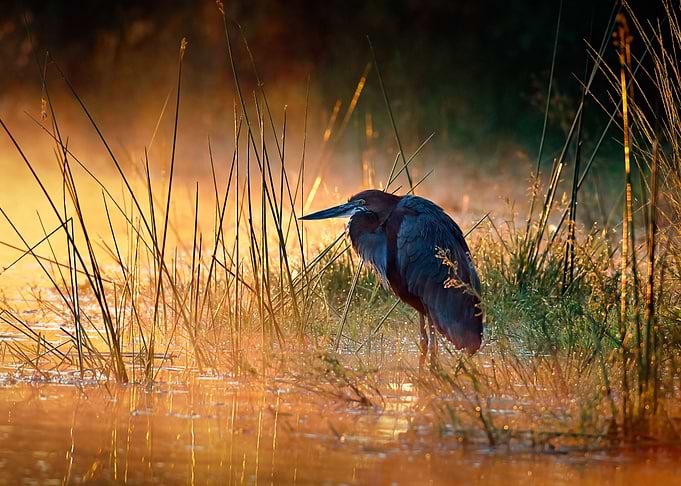 Goliath heron with sunrise