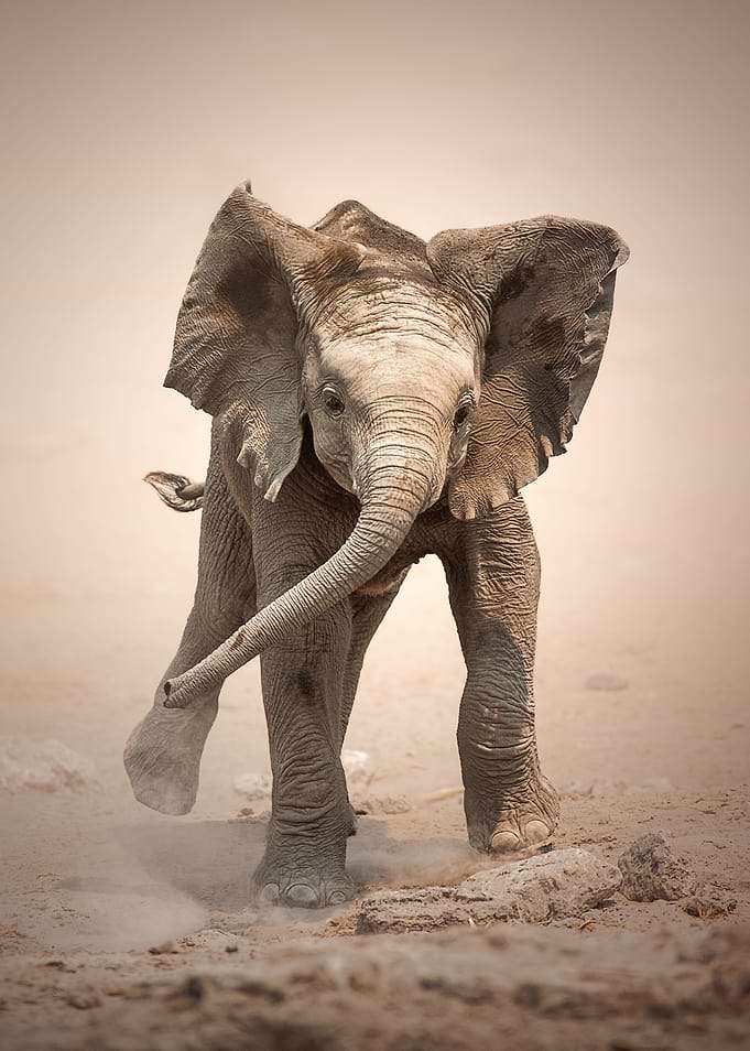 Elephant Calf