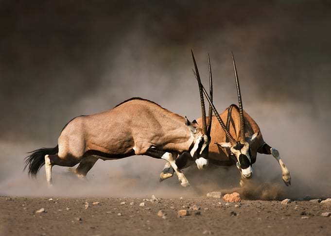Gemsbok fight