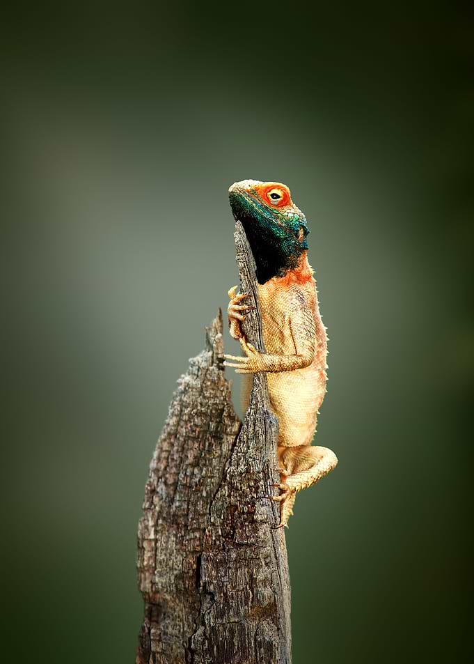 Ground agama sunbathing