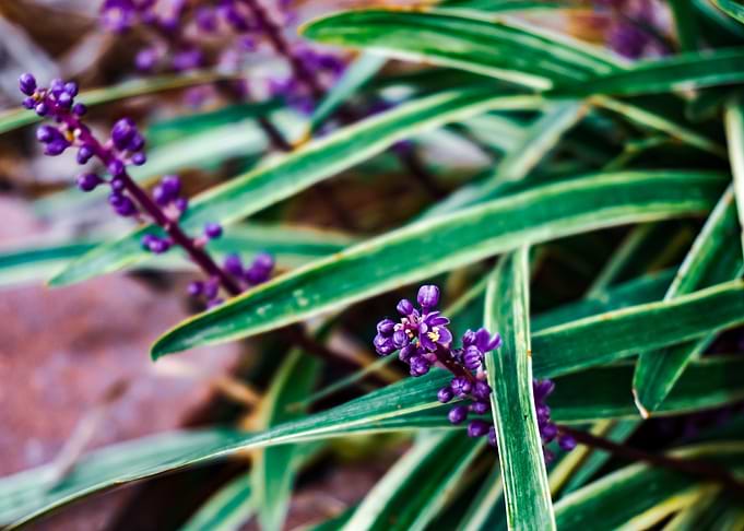 Purple Flowers