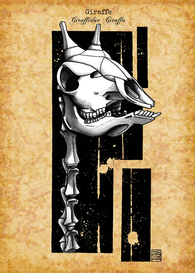 Giraffe Skull