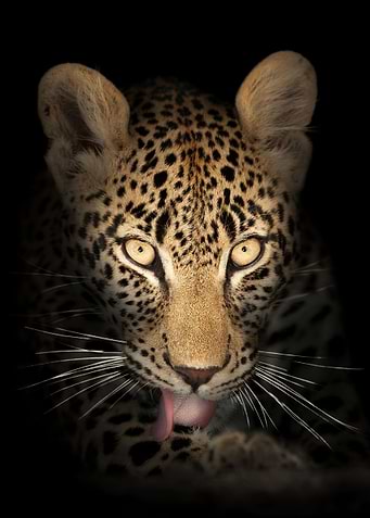 leopard in the dark