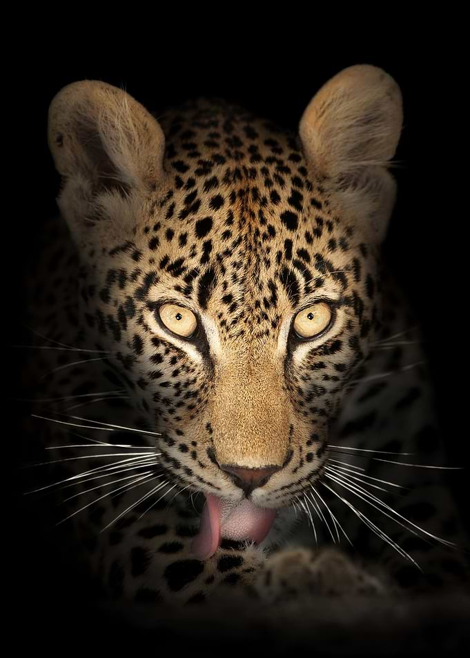 leopard in the dark