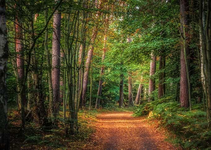 Magical Path