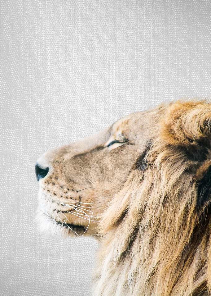 Lion Portrait Colorful