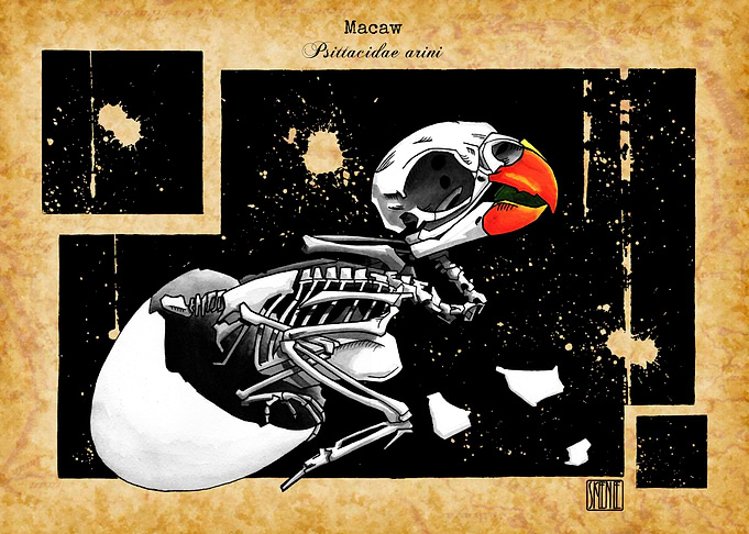 Macaw Skeleton