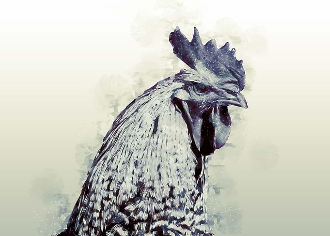 Rooster