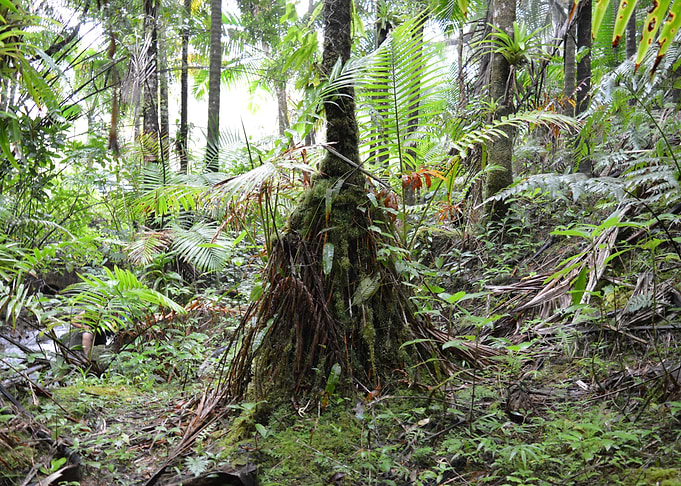 Sierra Palm Roots