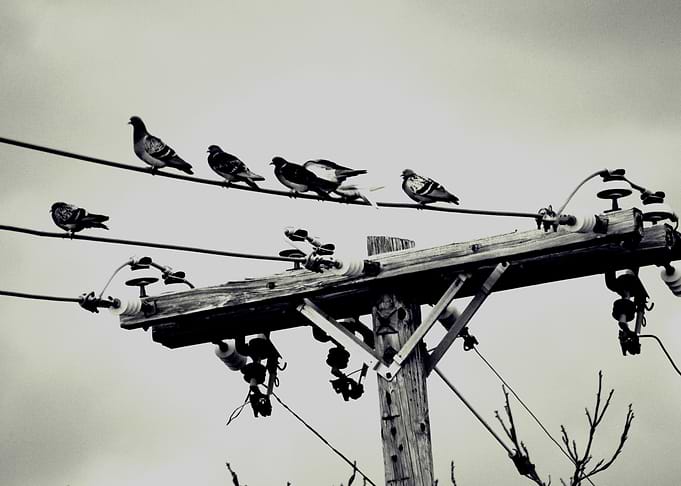 Bird On The Wires