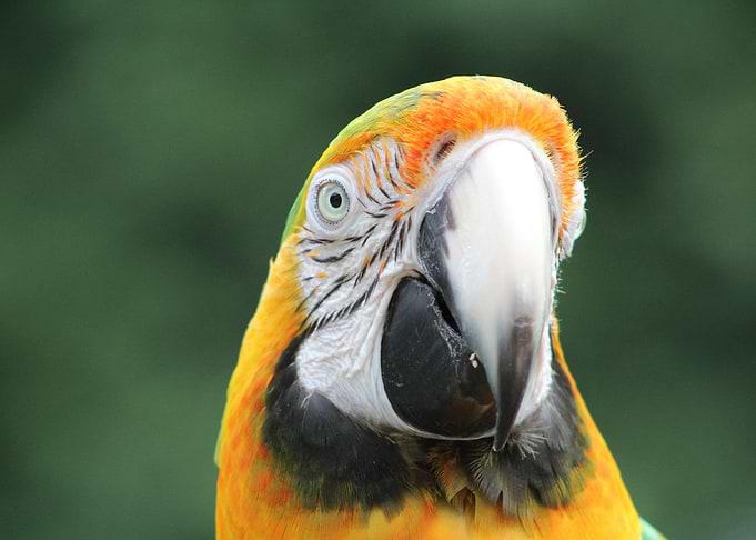 Colourful parrot