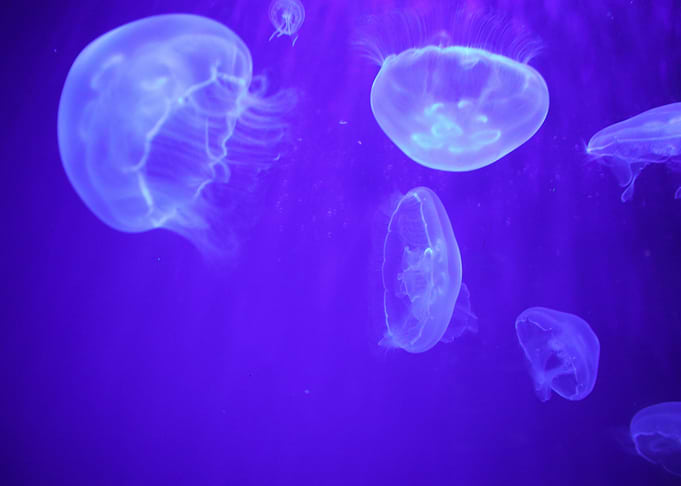 Jellyfish