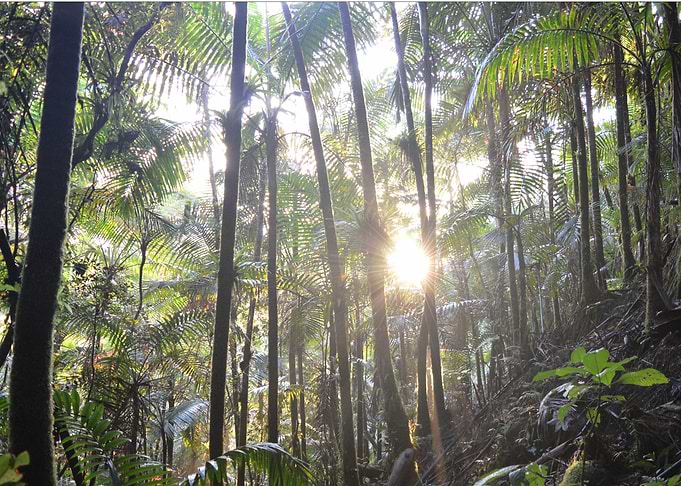 Cloud Forest Sunset