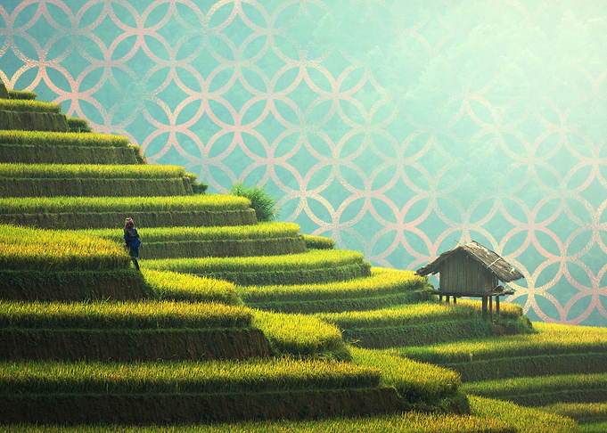 Rice hills