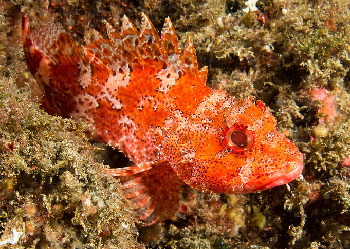 Colourful fish