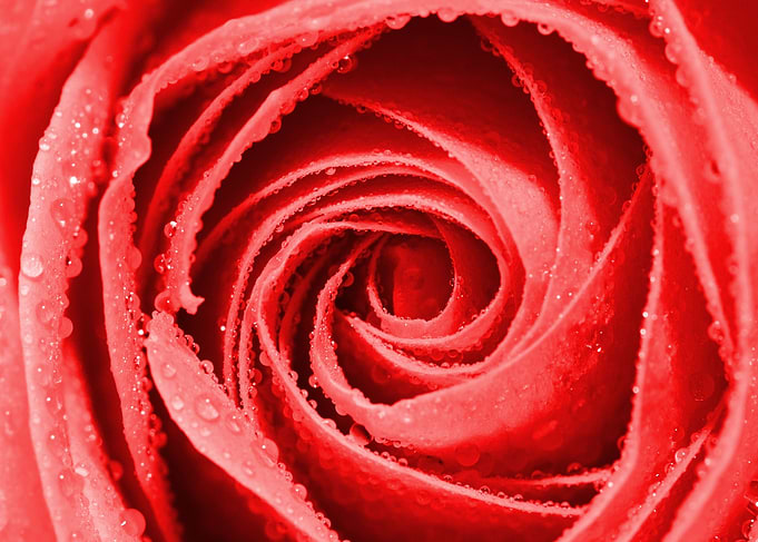 rose and rose
