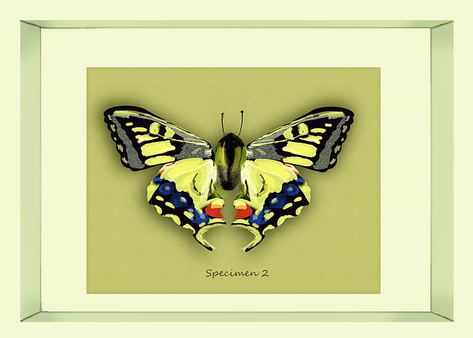 Specimen 2
