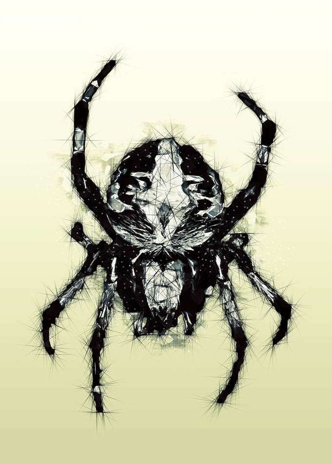 Spider