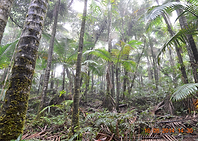 The Cloud Forest
